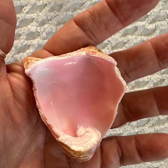 Sea Shells From Bahamas Small Unharvested Conch - Picture 8 of 12